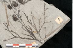 Foto (Detailansicht) von Tetraclinis brachyodon (Brongniart) Mai et Walther (NHMW-GEO-2024-0188-11424)
